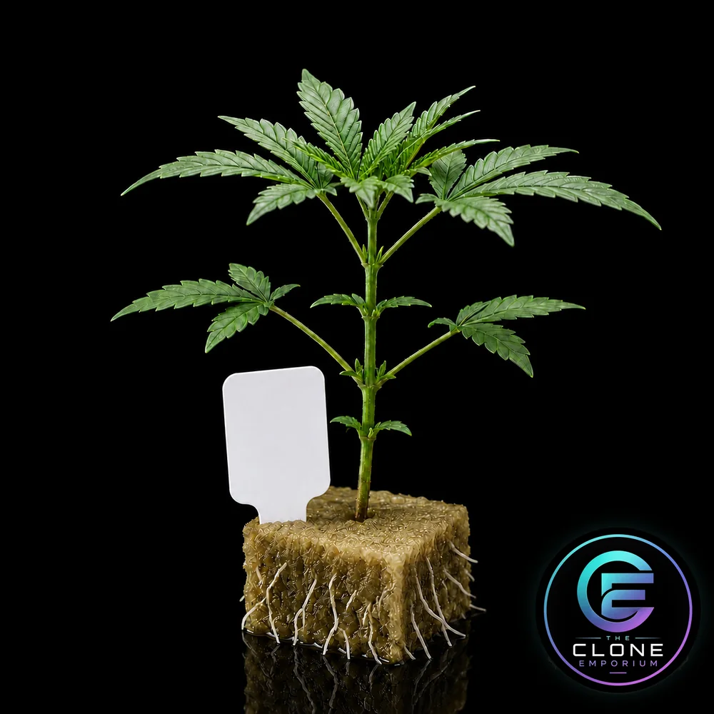 A rooted Alien Pebbles cannabis clone off a lab-tested mother, tagged and ready to ship